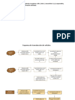 Mapa Conceptual Anatomia