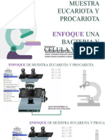 Practica e Microscopio