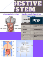 Mechanical Digestion: Functions