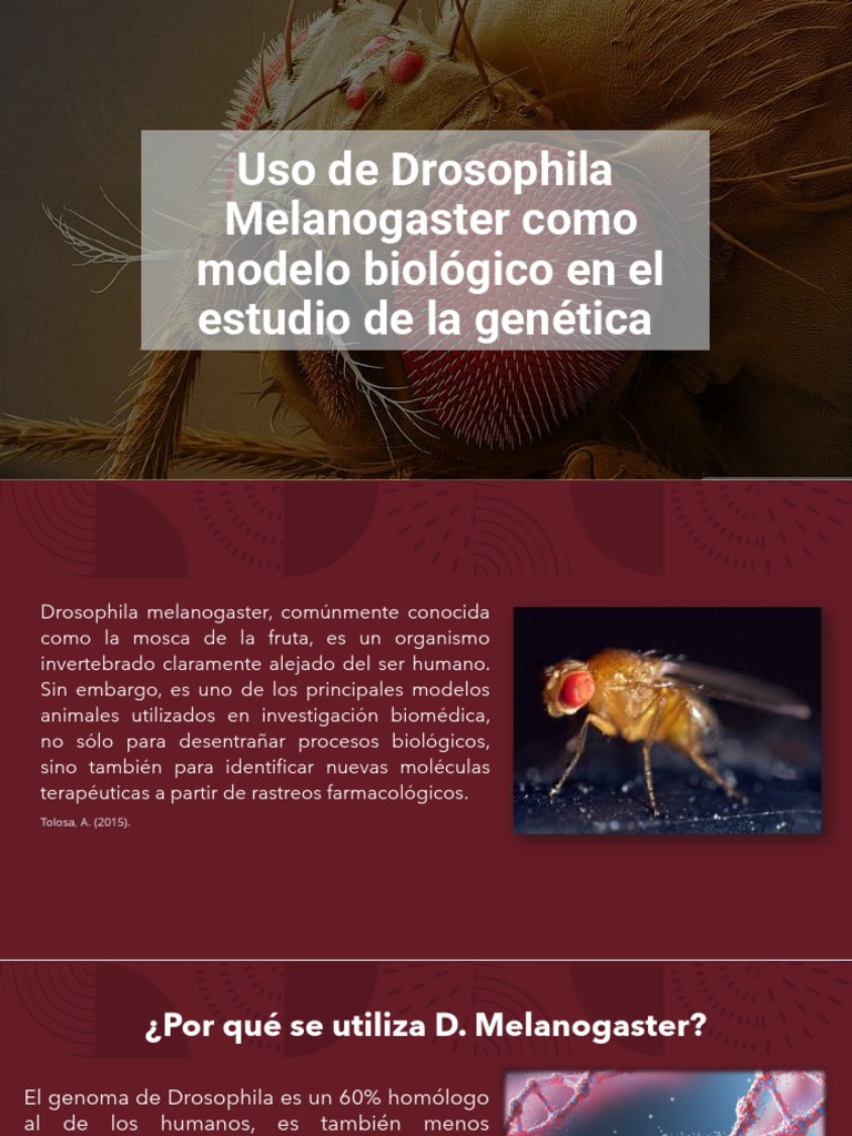 Uso de Drosophila Melanogaster en La Investigación Del Cáncer | PDF ...