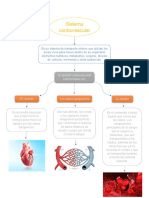 Sistema Cardiovascular