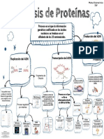 Organizador Gráfico Sintesis de Proteínas