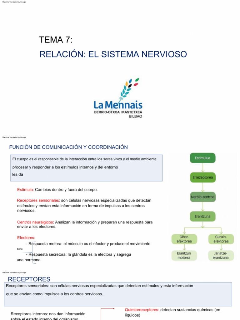 Tema 7:: Relación: El Sistema Nervioso | PDF | Sistema nervioso | Neurona