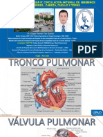 2da Semana Anatomía de La Aorta Ascendente, Cayado y Torácica. Art. Subclavia