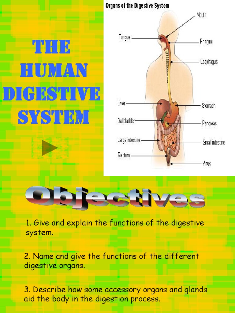 Overview of the Human Digestive System | PDF | Human Digestive System ...