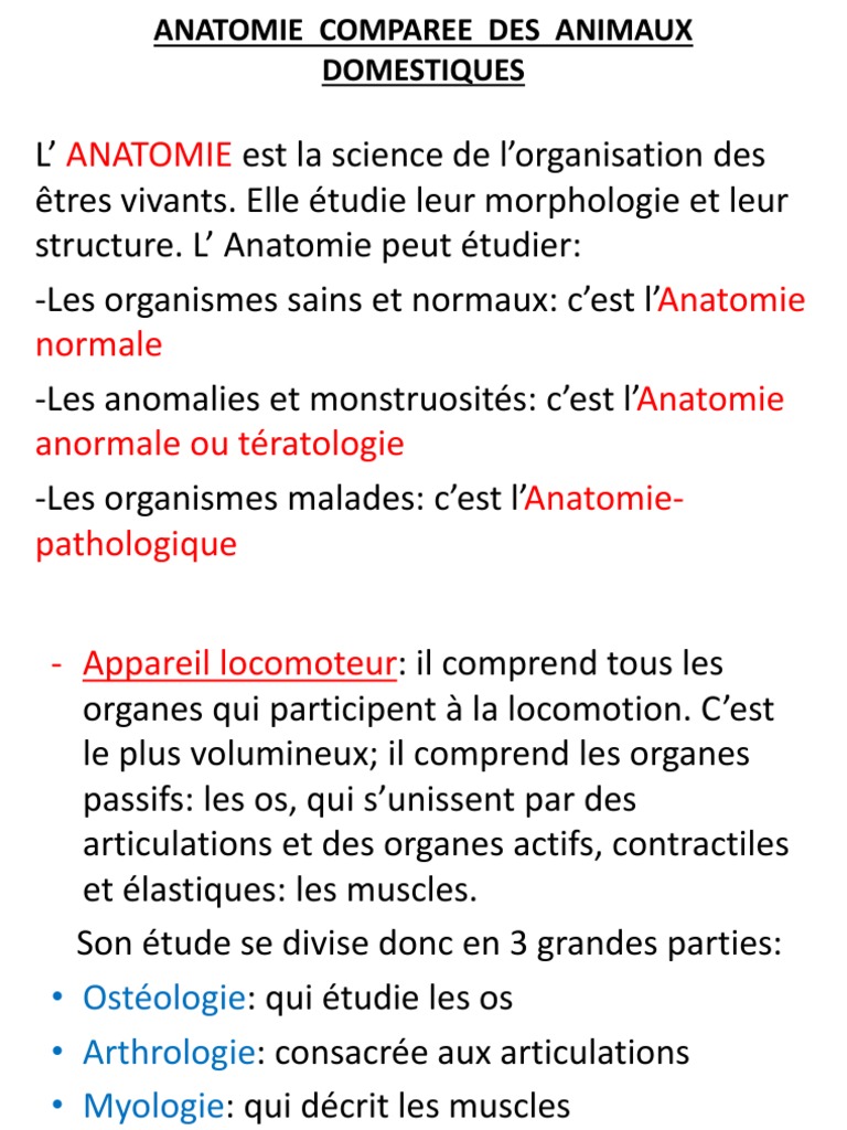 Estomac — Wikipédia, image size:768x1024