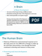 The Human Brain: Critical Periods of Brain Development