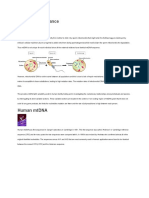 Maternal inheritance of mtDNA