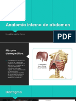 Anatomía Interna de Abdomen