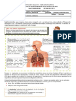 Respiracion Guia 4