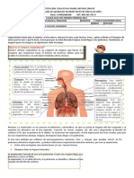 Respiracion Guia 4