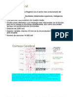 Corteza Cerebral: Funciones y Áreas