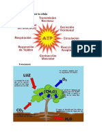 Uso de ATP Por La Célula: Fotosíntesis