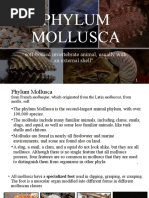 Phylum Mollusca: "Soft-Bodied Invertebrate Animal, Usually With An External Shell"