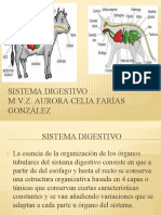Sistema Digestivo M:V:Z: Aurora Celia Farías González