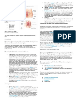 Female Reproductive System NOTES