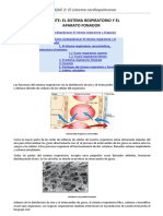 1 Parte: El Sistema Respiratorio Y El Aparato Fonador