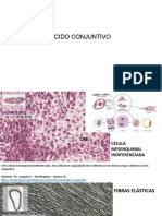 Tecidos conjuntivos, ósseo, cartilaginoso e adiposo