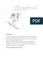 Funciones Biológicas Del ADN