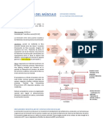 Contracción Del Músculo Esquelético: CAE II 2021