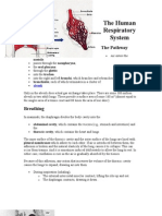 The Human Respiratory System