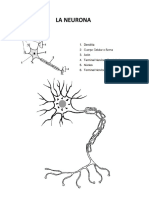 LA Neurona y Neuroglia