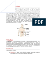 Sistema Endocrino y  Glandulas