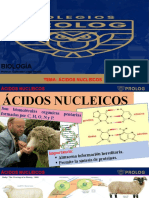 4ºI. Ácidos Nucleicos - Guillermo Campó