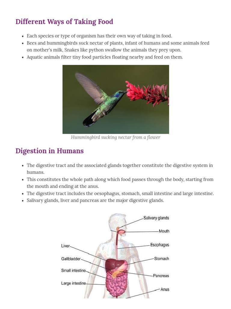 Nutrition in Animals | PDF | Digestion | Human Digestive System