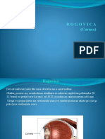 Rogovica (Cornea) : Prof - Golubovi)