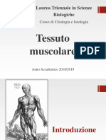 Tessuto muscolare