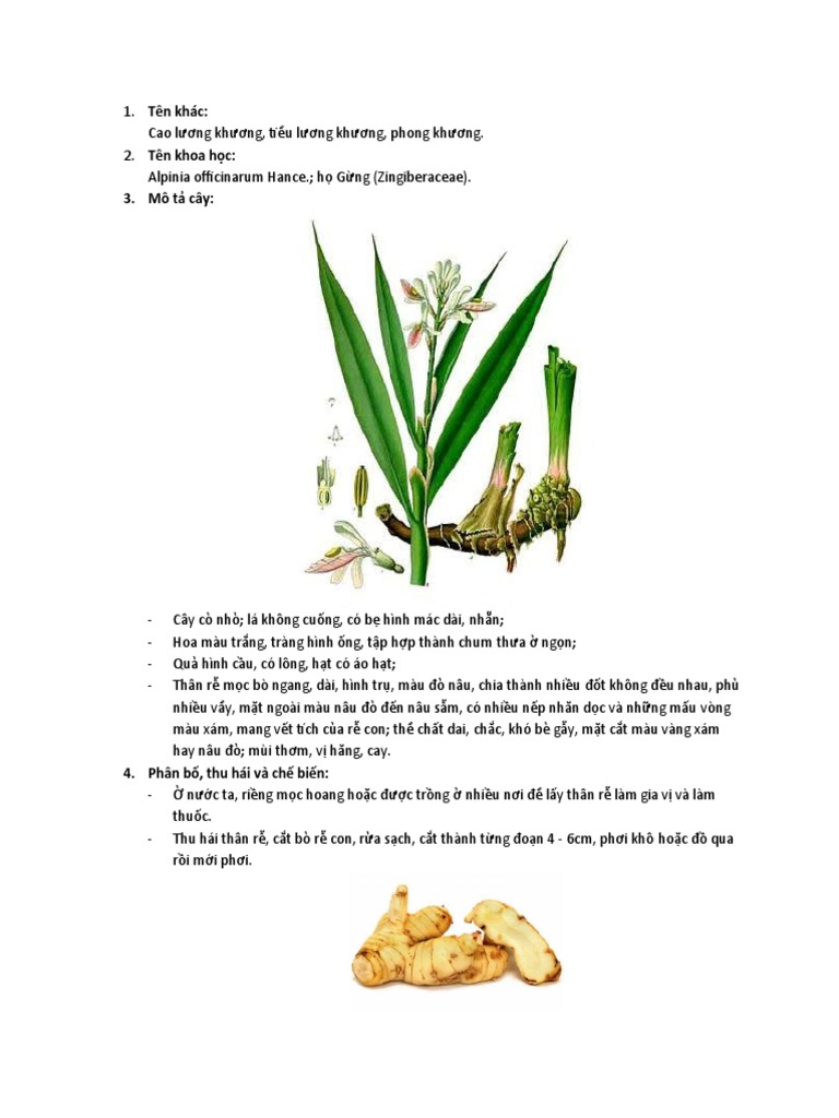 củ riềng | PDF