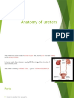 Anatomy of Ureters