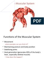 The Muscular System