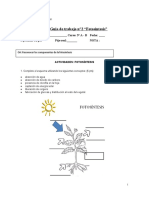 Guia 2 FOTOSINTESIS 3 AÑOS 2020