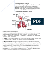 The Respiratory System