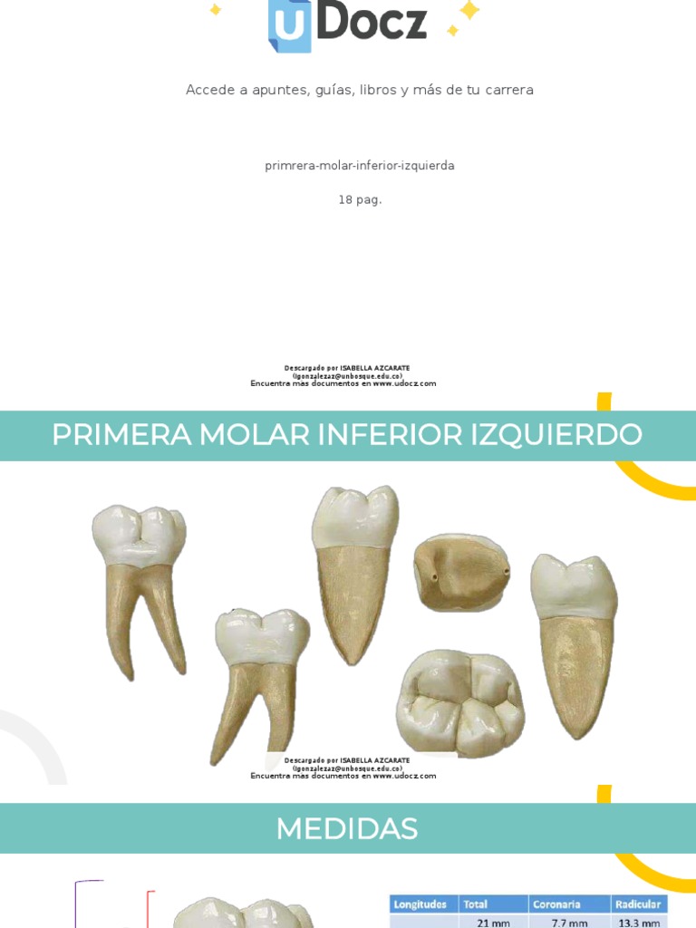 Primrera Molar Inferior Izquierda 346244 Downloable 2826278 | PDF