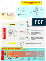 Sistema Nervioso - INFOGRAFIA