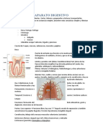 Aparato digestivo: funciones, partes y descripción
