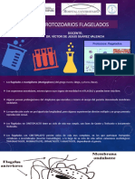 Protozoarios Flagelados: Docente: Dr. Víctor de Jesús Suárez Valencia