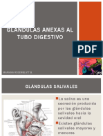 Histologia GlÃ¡ndulas Anexas Al Tubo Digestivo - Con Imagenes