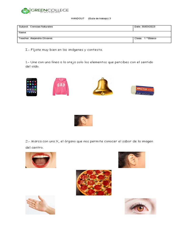 Guía de los Sentidos para 1º Básico | PDF