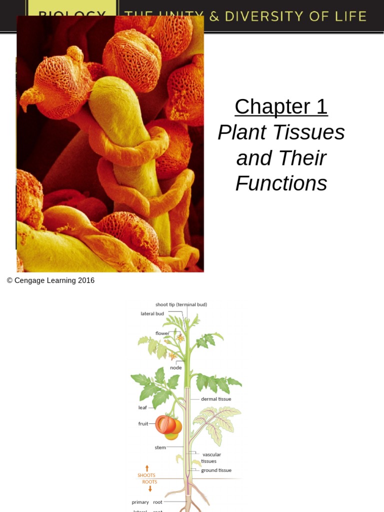 Chapter 1 Plant Tissues and Their Function PDF Fruit Plant Stem