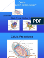 CÉLULA_AULA_pt