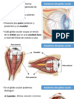 Globo - Ocular - Anatomia - v1 - IMPRIMIR