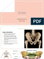 ANATOMY PELVIS PRESENTATION - Compressed