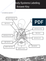 Answer Key Human Body Systems Labeling Activity