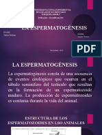 La espermatogénesis: proceso de formación de espermatozoides