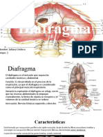 Diafragma Anatomía
