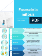 Fases de La Mitosis